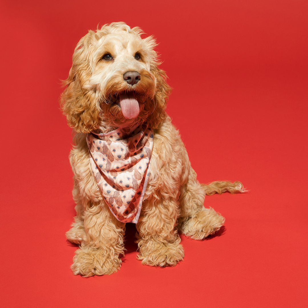 Face Mash Doggie Bandana