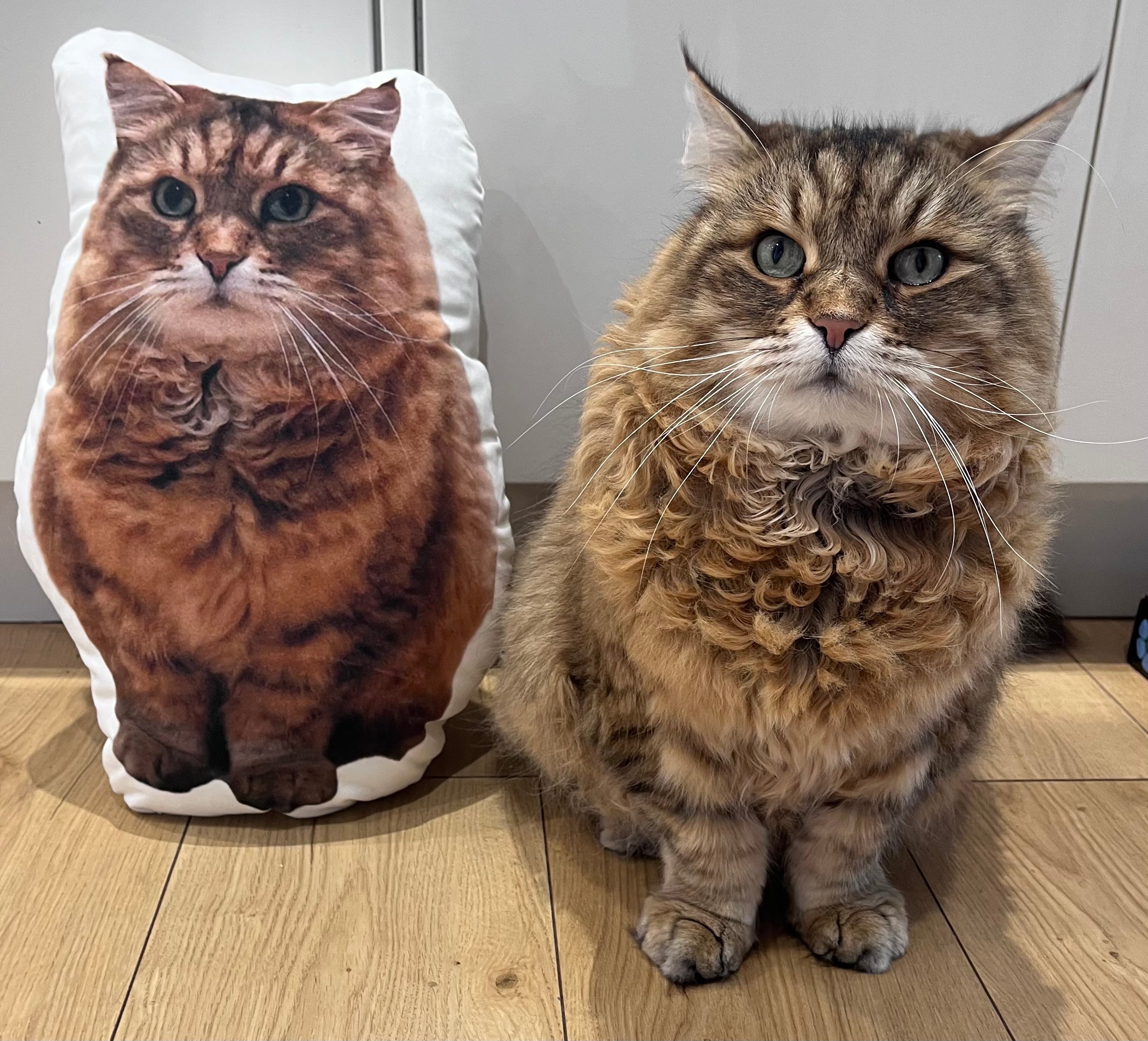 Cat Photo Shaped Pillow