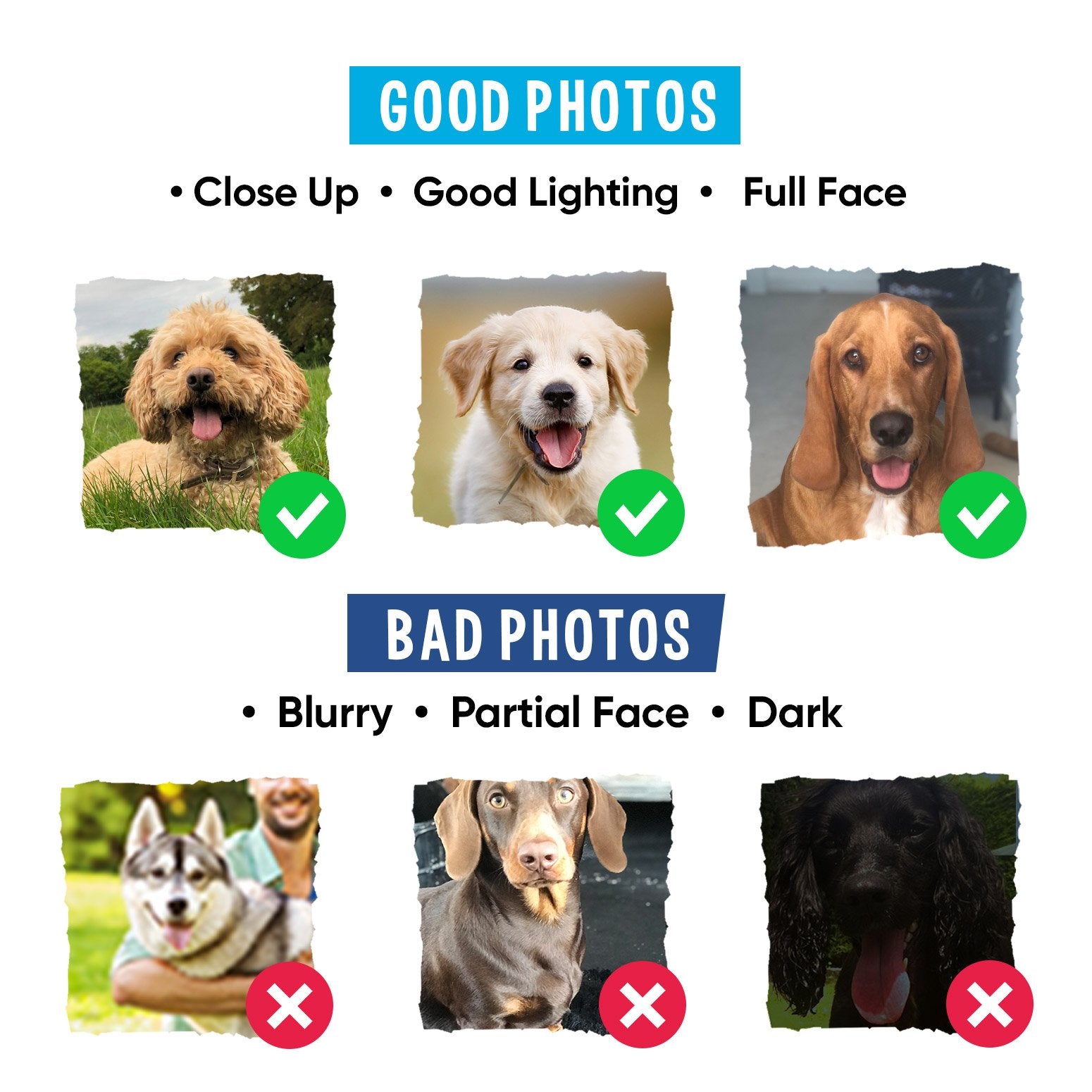 Dogsy Photo Guide